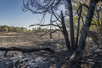 Consequences of a forest fire in the German-Dutch border region near Niederkrüchten-Elmpt, in the