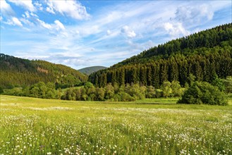 In the nature reserve Unteres Helletal, near Elkeringhausen, district of Winterberg,