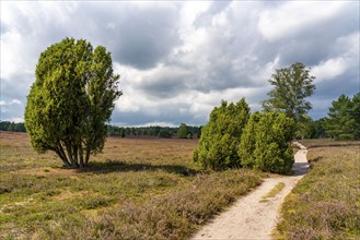 Heather blossom of the heather, in the Büsenbach valley, Lüneburg Heath nature reserve, Lower