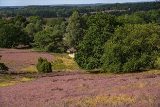 Flowering heath, heather and juniper bushes, near Wilseder Berg, in the Lüneburg Heath nature