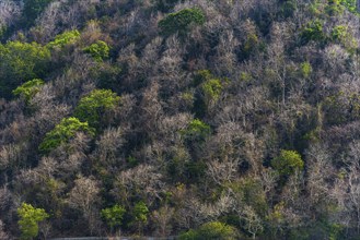 Dry forest in climate change, jungle, tropics, tropical, nature, tree, drought, jungle, landscape,