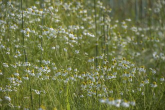 Camomile between grasses, Münsterland, North Rhine-Westphalia, Germany, Europe