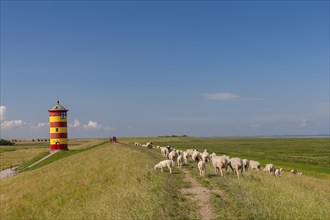 Pilsum lighthouse, flock of sheep, dyke sheep, Pilsum, East Frisia, Lower Saxony, Germany, Europe