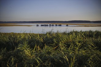 Young bulls run across a flooded pasture near Born am Darß shortly after sunrise. Born, 06.08.2024