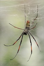 Silk spider (Nephila spec.) in web, captive, North Rhine-Westphalia, Germany, Europe