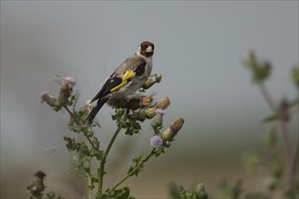 European goldfinch (Carduelis carduelis) adult bird on a Creeping thistle seedhead in the summer,