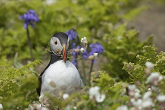 Atlantic puffin (Fratercula arctica) adult bird collecting Sea campion foilage for nesting