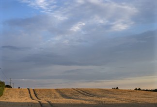 Ripe barleys (Hordeum vulgare) in the evening light, Mecklenburg-Vorpommern, Germany, Europe