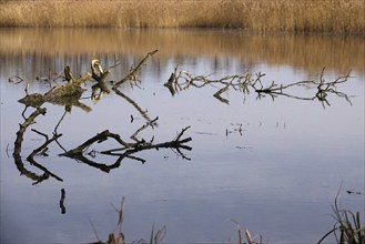 Branches in a lake, Lusatia, Saxony, Germany, Europe