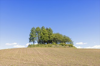 Grove of trees on a clearance cairn by a new sown field in the countryside