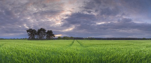 Landscape photo of a grain field in the evening light, evening mood, landscape photo, landscape