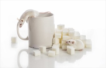 Two white laboratory mice crawling up the stairs from the sugar cubes and a cup, diabetes concept