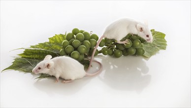 Two small white mice with bunches of green grapes on a white background