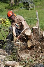 Man using chainsaw to cut down tree stump