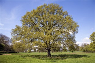 Oak tree, Quercus robur, with early summer leaf in May, Sutton, Suffolk, England, UK