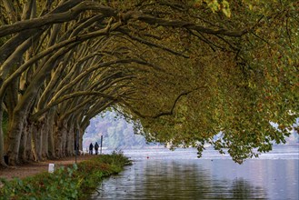 Platanen Allee, Weg am Lake Baldeney, near Haus Scheppen, in Essen, autumn, North Rhine-Westphalia,