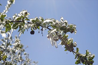 Hamburg, Altes Land, Obstplantage, Frostschutz