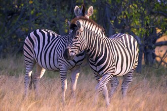 Africa, Botswana, plains zebra, Equus quappa, Botswana, Africa