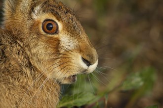 Brown hare (Lepus europaeus) adult animal head portrait, Suffolk, England United Kingdom