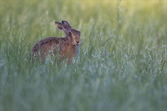 Brown hare (Lepus europaeus) adult animal feeding in a farmland cereal field in the summer,