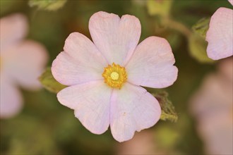 Small-flowered rockrose (Cistus parviflorus), flower, Provence, southern France