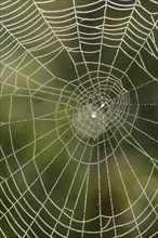 Spider's web with dewdrops, Provence, South of France