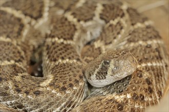 Texas rattlesnake or western diamondback rattlesnake (Crotalus atrox), captive, occurring in North