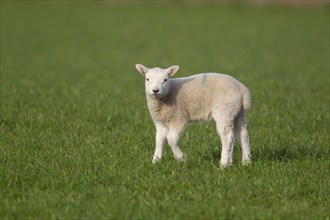 Domestic sheep (Ovis aries) juvenile lamb farm animal standing in a grass field, England, United