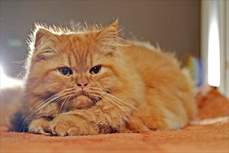 Persian cat, long-haired cat