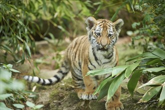 Close-up of a Siberian tiger (Panthera tigris altaica) cub in a forest, captive