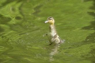 Close-up of mallard or wild duck (Anas platyrhynchos) chick swimming on a little lake