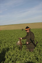 Hunter with pheasant (Phasianus colchicus) in a rape field, Lower Austria, Austria, Europe