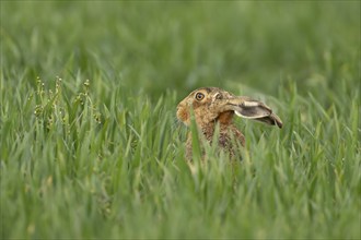 Brown hare (Lepus europaeus) adult animal in a farmland cereal field in springtime, Norfolk,