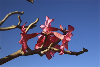 South Ethiopia, desert roses, Adenium, are a plant genus of the dogbane family, Apocynaceae, tree