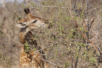 South African giraffe (Giraffa camelopardalis giraffa), young animal feeding on leaves, Kruger