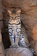 Ocelot (Leopardus pardalis), adult, sitting, at the den, alert, Sonora Desert, Arizona, North