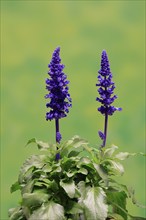 Mealycup sage (Salvia farinacea), flowering, Elllerstadt, Germany, Europe