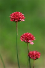 Lady's cushion (Armeria), flowering, flower, Ellerstadt, Germany, Europe