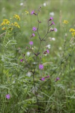 Red campion (Silene dioica), Emsland, Lower Saxony, Germany, Europe