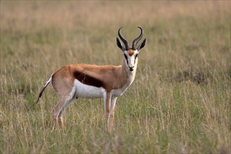 Springbok (Antidorcas marsupialis), adult, male, foraging, alert, Mountain Zebra National Park,