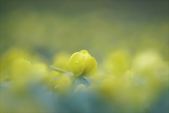 Winter aconites (Eranthis hyemalis), Germany, Europe