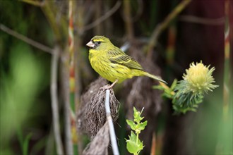 Woodland Finch (Crithagra scotops), adult, male, foraging, on wait, Kirstenbosch Botanic Gardens,