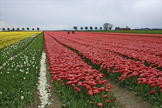 Tulip field, sea of flowers, Reiderwolderpolder, Netherlands