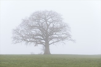 Oak tree (Quercus), bare solitary tree in a meadow in the fog, North Rhine-Westphalia, Germany,