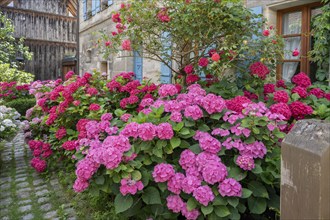 Hydrangea in bloom in the front garden of an old Franconian farmhouse, Ödenberg, Middle Franconia,