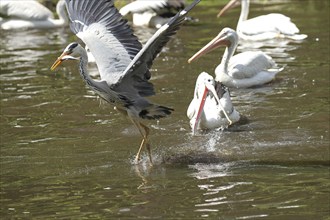 Grey heron (Ardea cinerea) snatching fish from australian pelicans (Pelecanus conspicillatus),