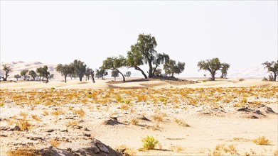 Trees in front of sand dunes, green vegetation in front, Rub al Khali desert, Dhofar province,