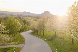 Spring in Saxon Switzerland, Altendorf, Saxony, Germany, Europe