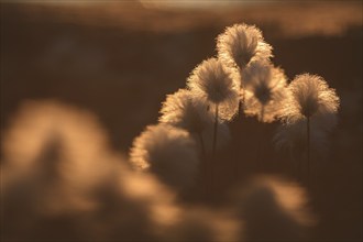 Cotton grass, midnight sun, summer, Ilulissat, Ilulissat Icefjord, Disko Bay, West Greenland,