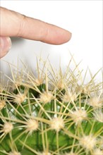 A human finger approaches the long, pointed spines of a green cactus, hedgehog cactus, hedgehog